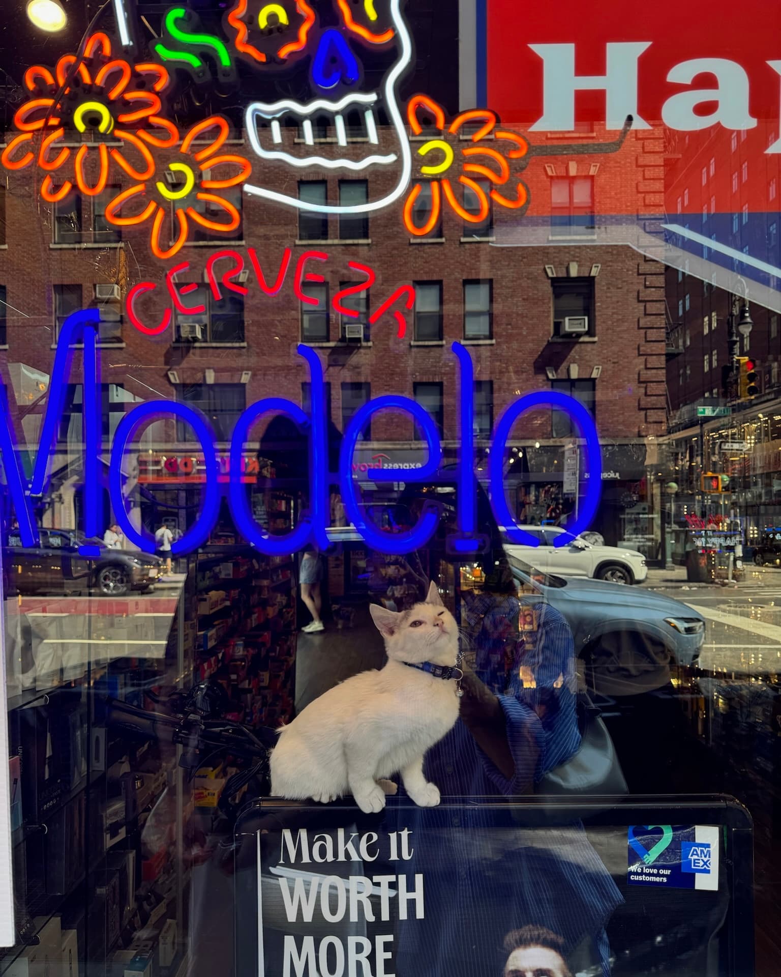 Bodega Cat