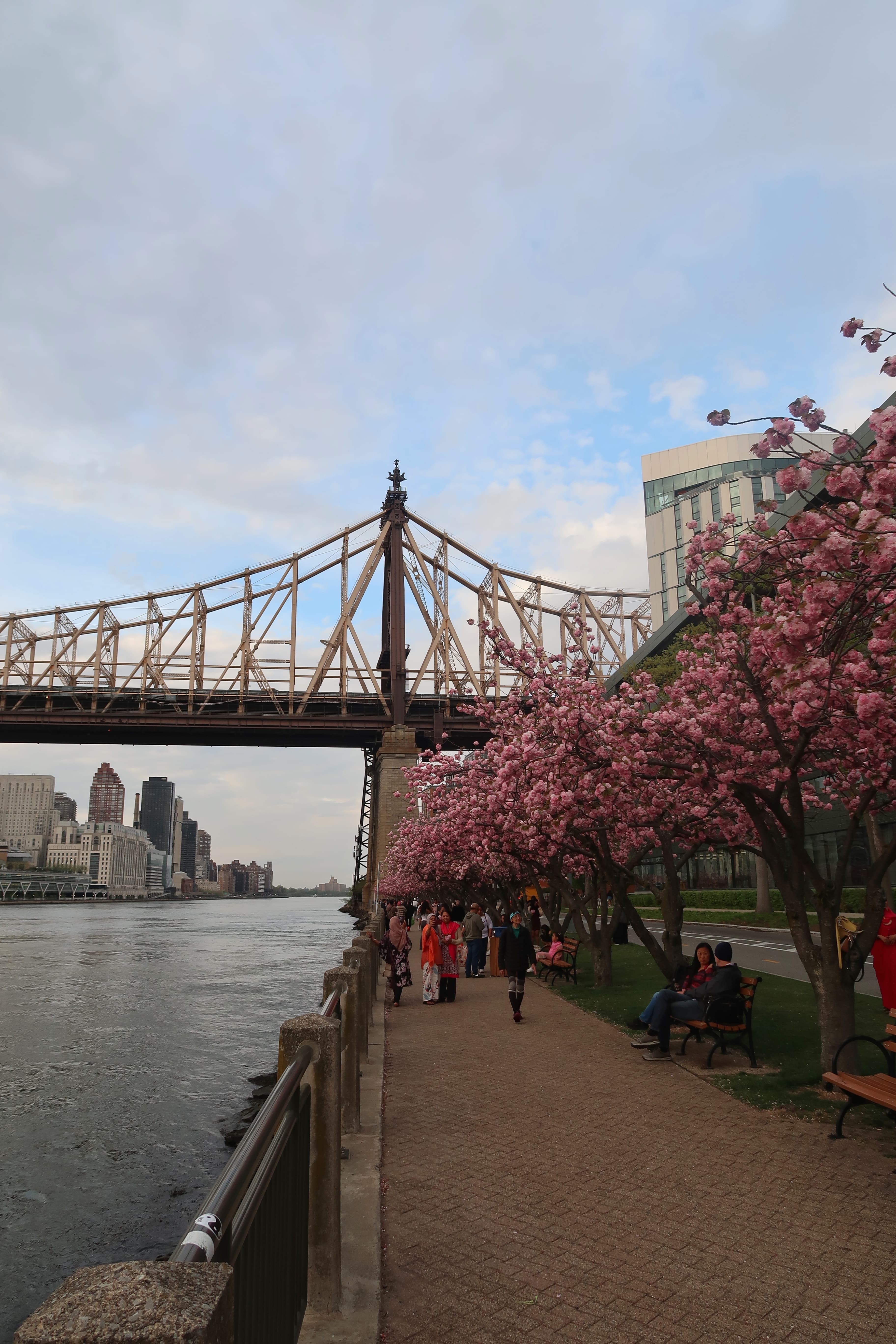 Cherry Blossom Season