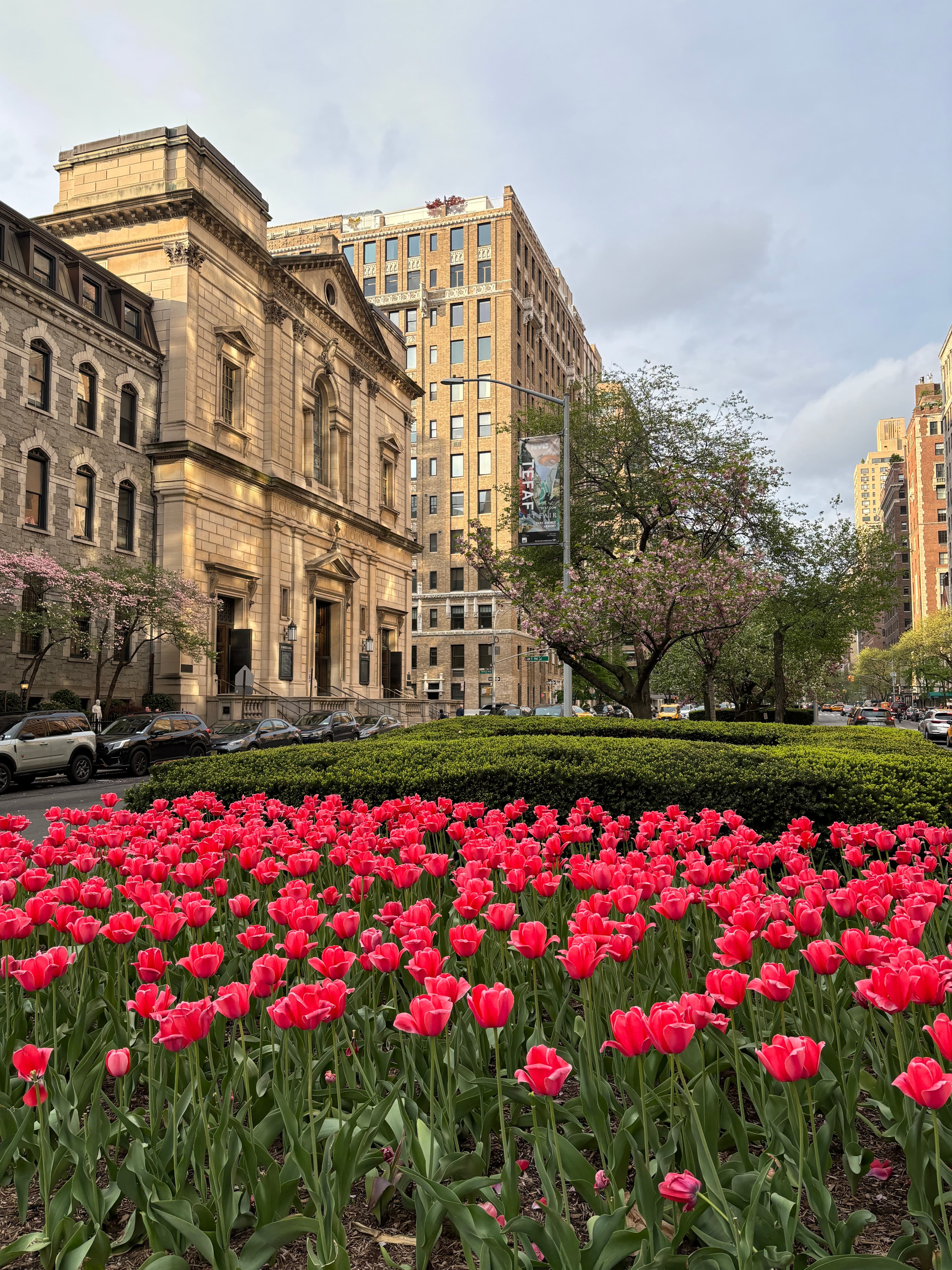 Tulips