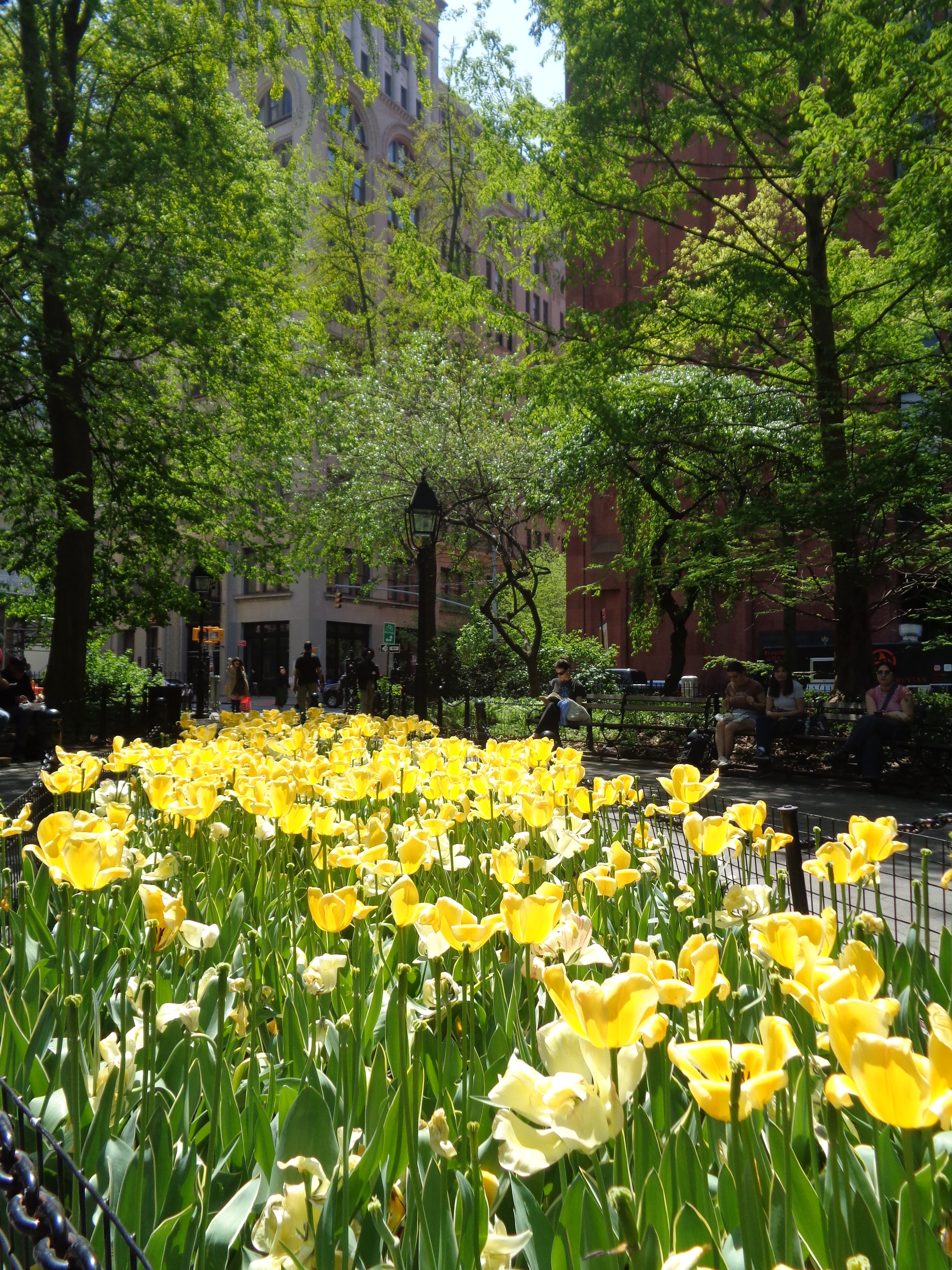 Washington Square in Bloom